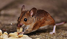 24 Hour & Emergency Exterminators in Warren, OH